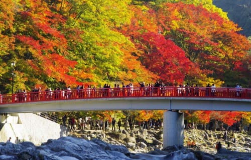 東海随一の紅葉名所！香嵐渓（こうらんけい）もみじまつり