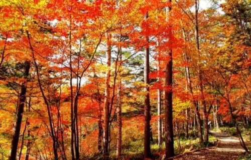 秋の八千穂高原