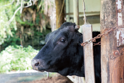 生産者を訪ねて