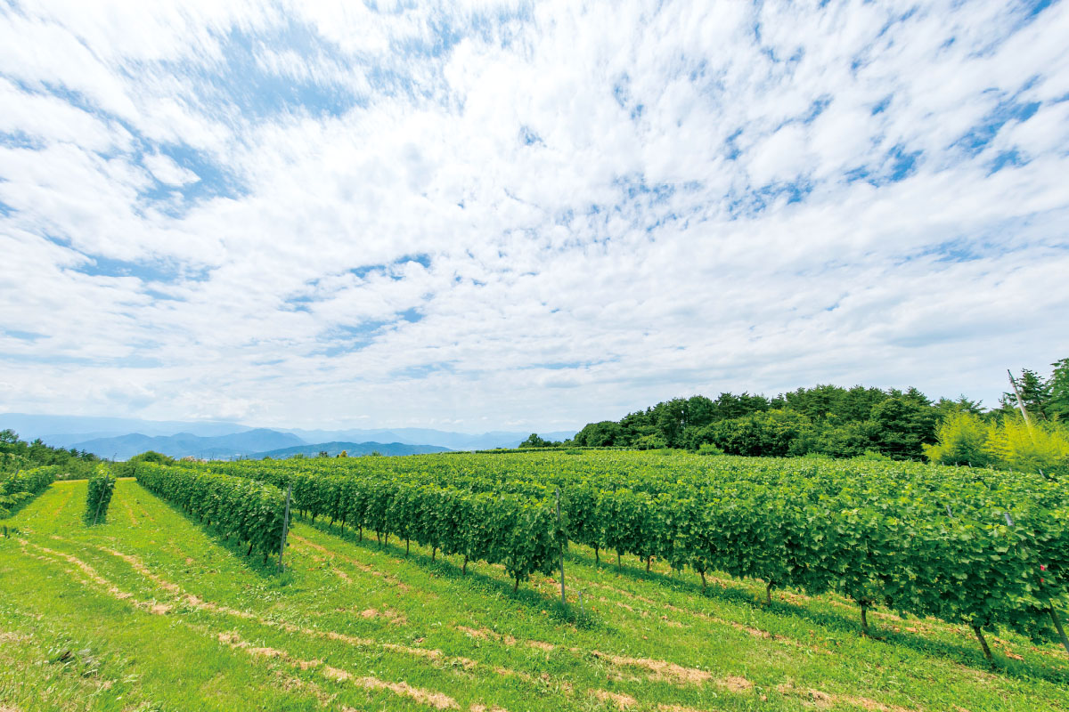 ソムリエが紹介する千曲川ワインバレーの魅力