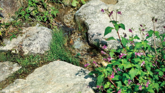 六甲高山植物園