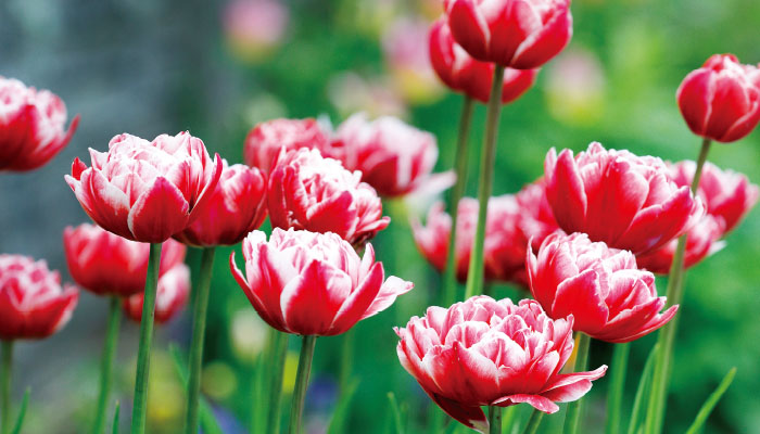 「蓼科高原 バラクラ イングリッシュ ガーデン」