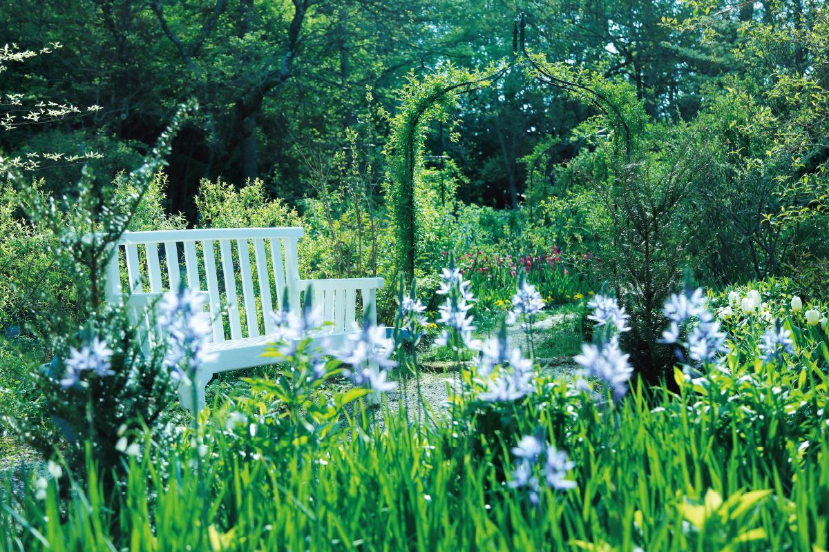 高原のガーデンを巡る夏 八ヶ岳ボタニカル回廊