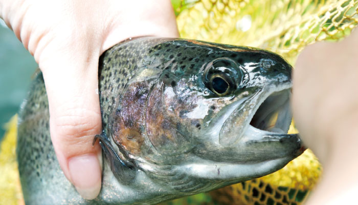 天城国際鱒釣場