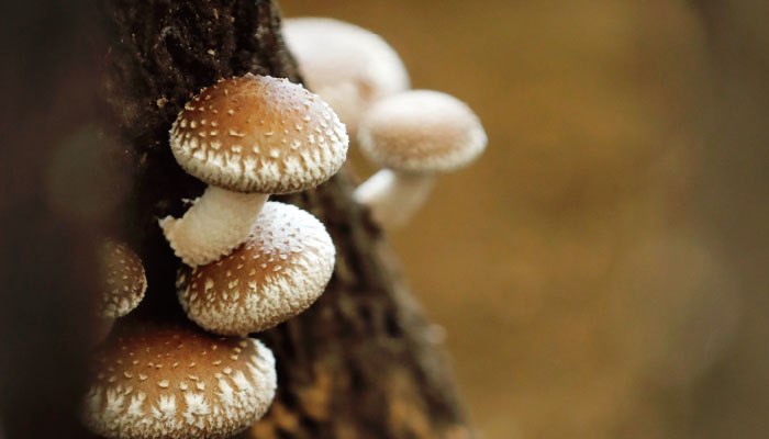 修善寺しいたけの里