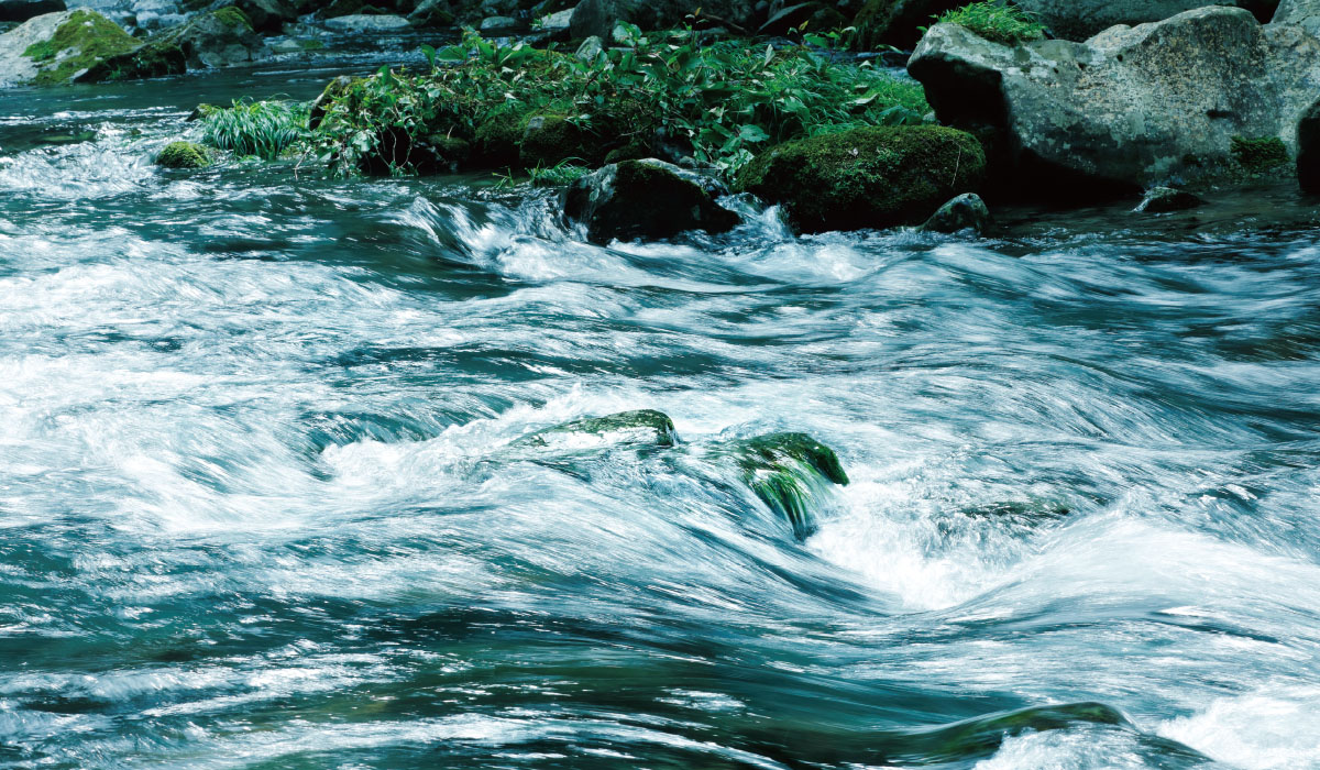 渓流の女王 アマゴ