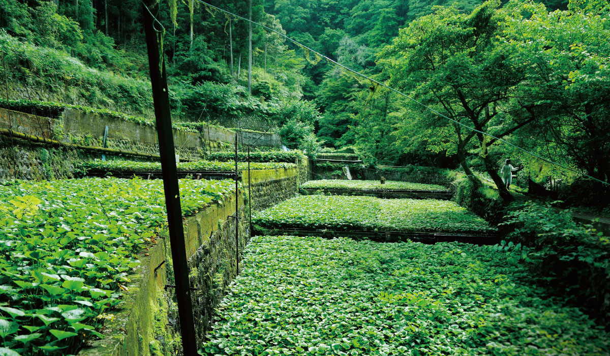 美しい水が育むわさび