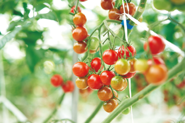 次世代の箱根西麓三島野菜を担う“のうみんず”