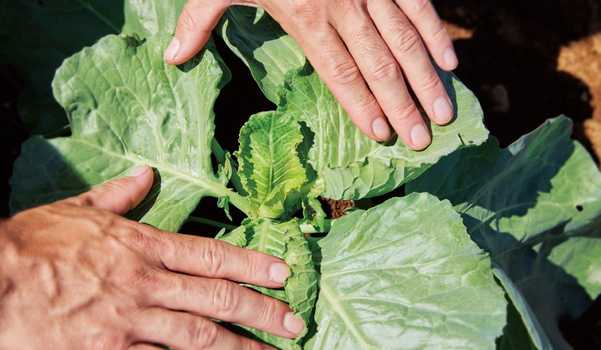 次世代の箱根西麓三島野菜を担う“のうみんず”