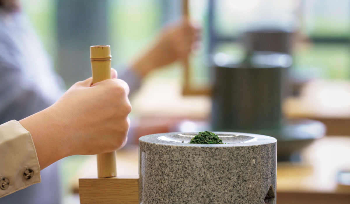 お茶づくりを学ぶ