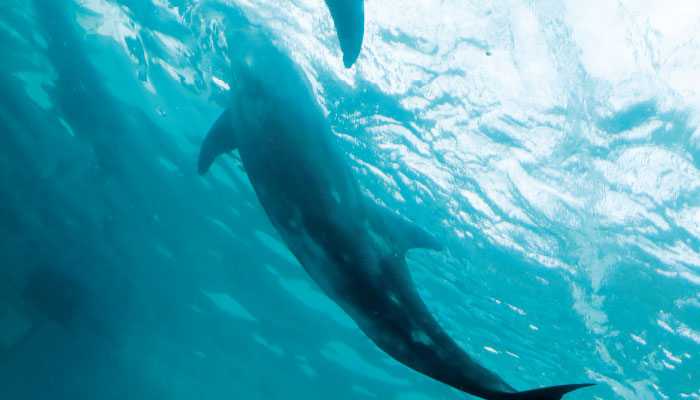 太地町立くじらの博物館