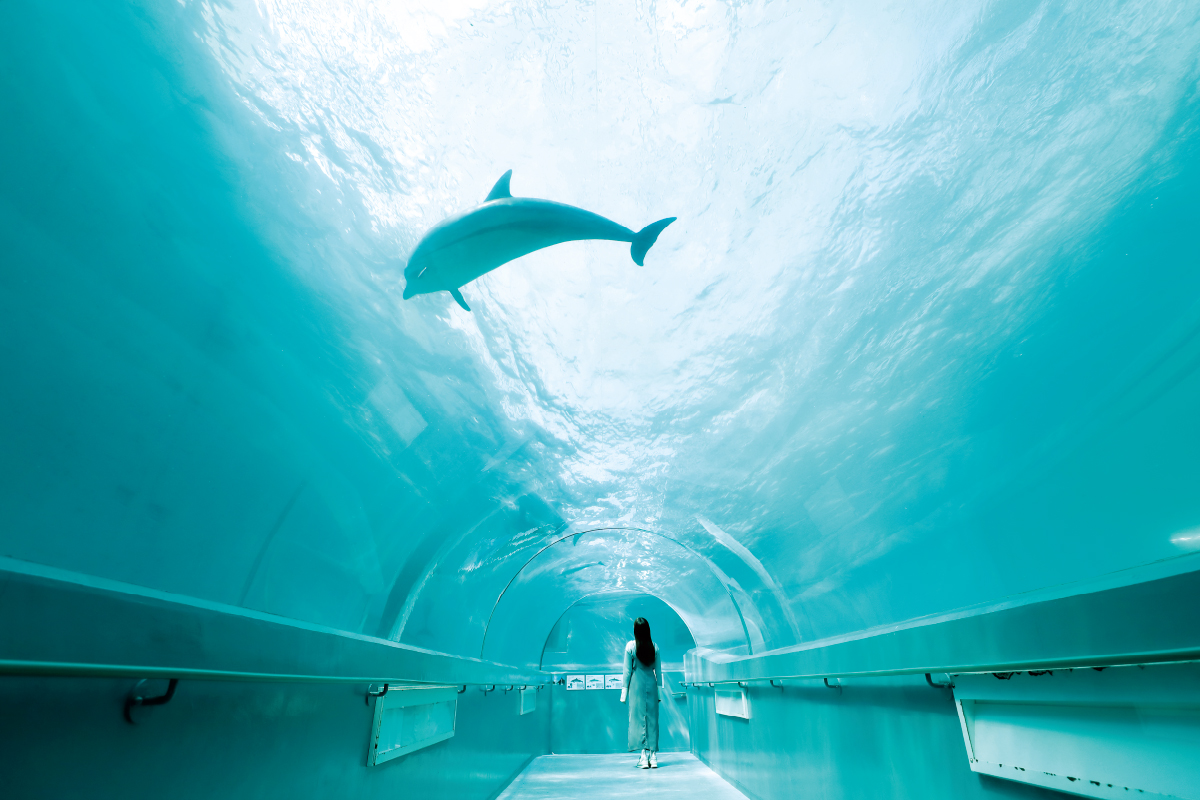 黒潮がもたらす和歌山の魅力 海の生きものたちとの出会い
