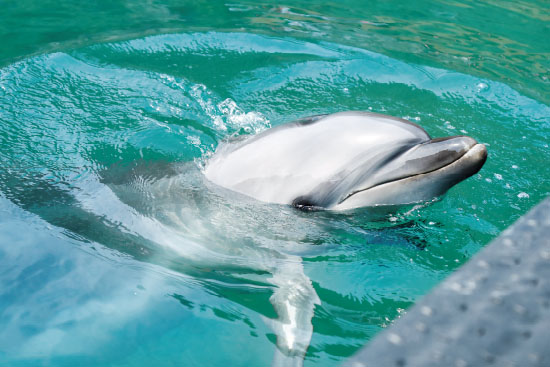 歴史や生態を知り、体験できる鯨類に特化したミュージアム