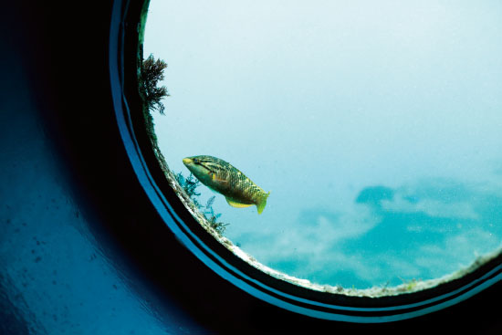 海中展望塔や海中観光船でサンゴの海を海中観察