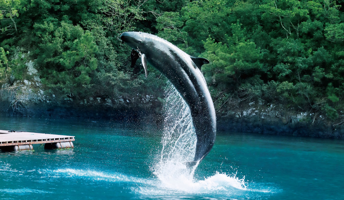 歴史や生態を知り、体験できる鯨類に特化したミュージアム