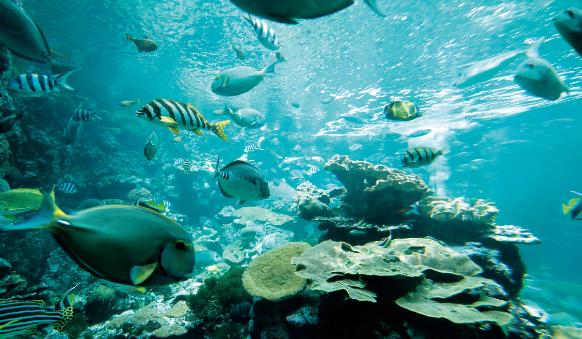 海中展望塔や海中観光船でサンゴの海を海中観察