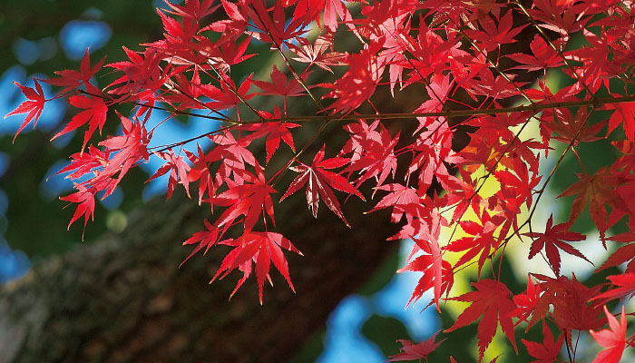 ASHINOKO CLUB 芦ノ湖倶楽部