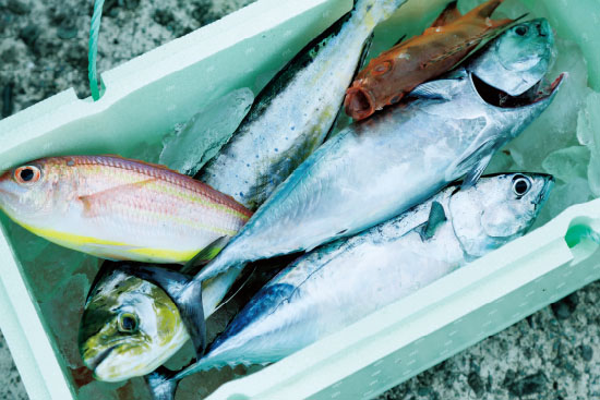 船長の指南で初心者も安心 釣り船から愉しむ相模湾の海釣り