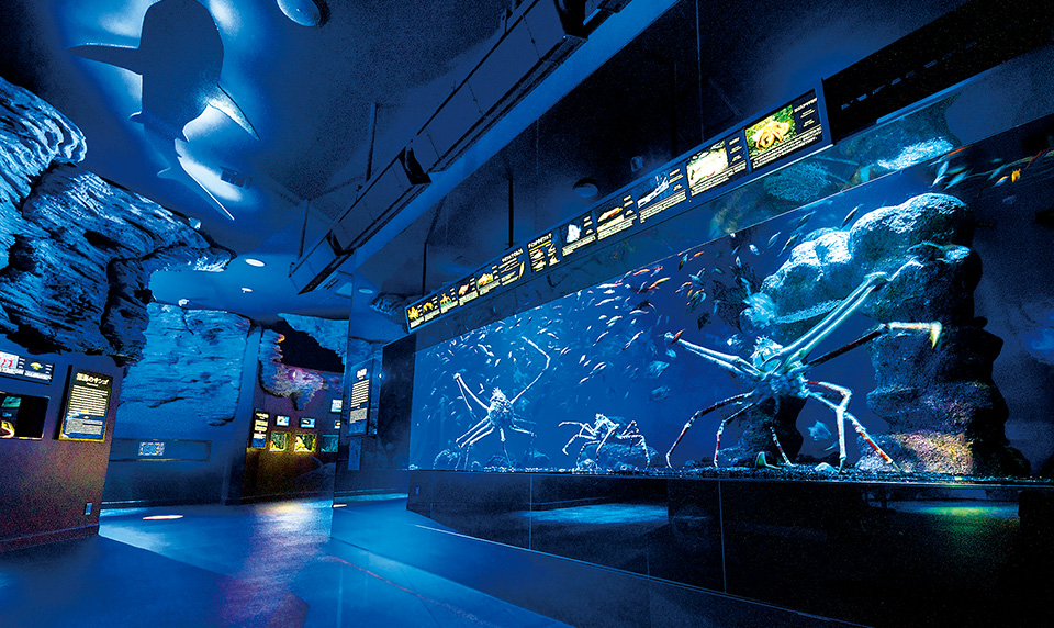 沼津港深海水族館 シーラカンス・ミュージアム