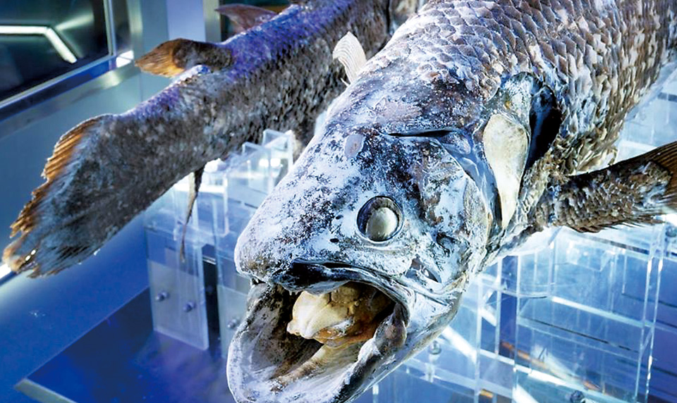 沼津港深海水族館 シーラカンス・ミュージアム