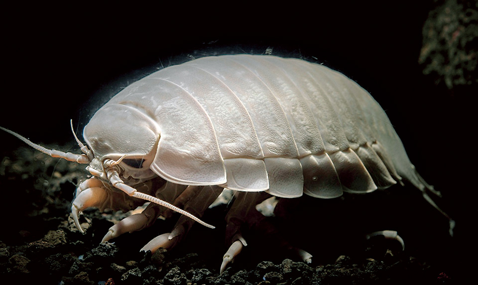 沼津港深海水族館 シーラカンス・ミュージアム
