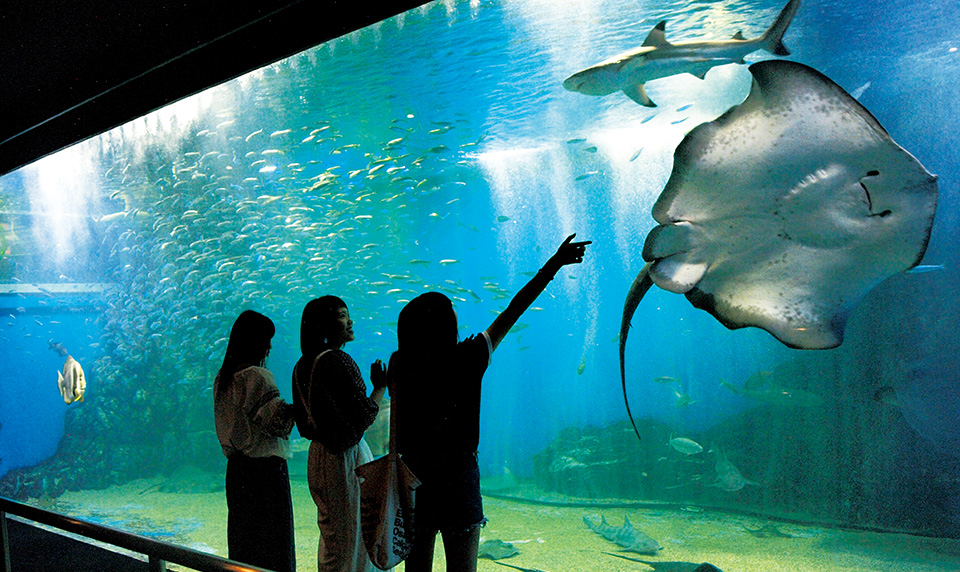 越前松島水族館