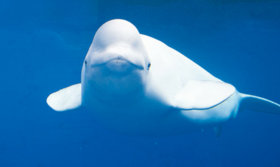 上越市立水族博物館 うみがたり