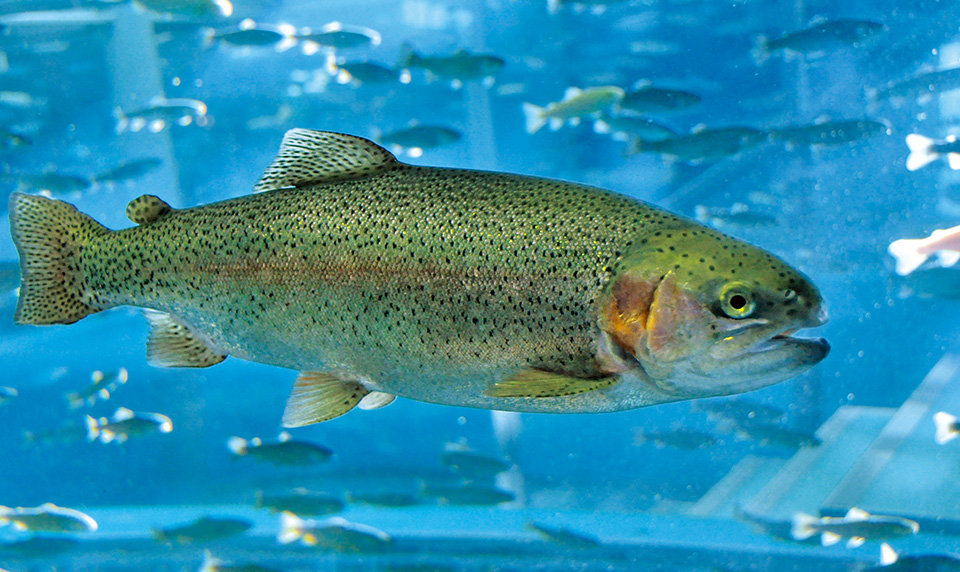 森の中の水族館。山梨県立富士湧水の里水族館