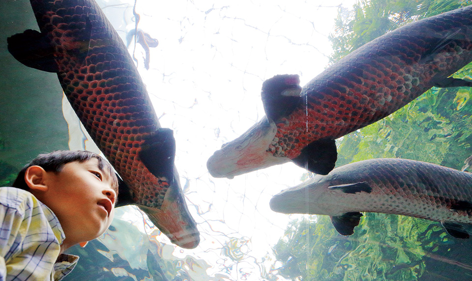 栃木県なかがわ水遊園