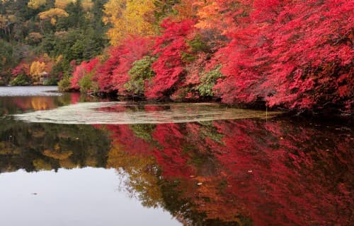 秋の白駒池