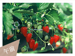 日光ストロベリーパーク